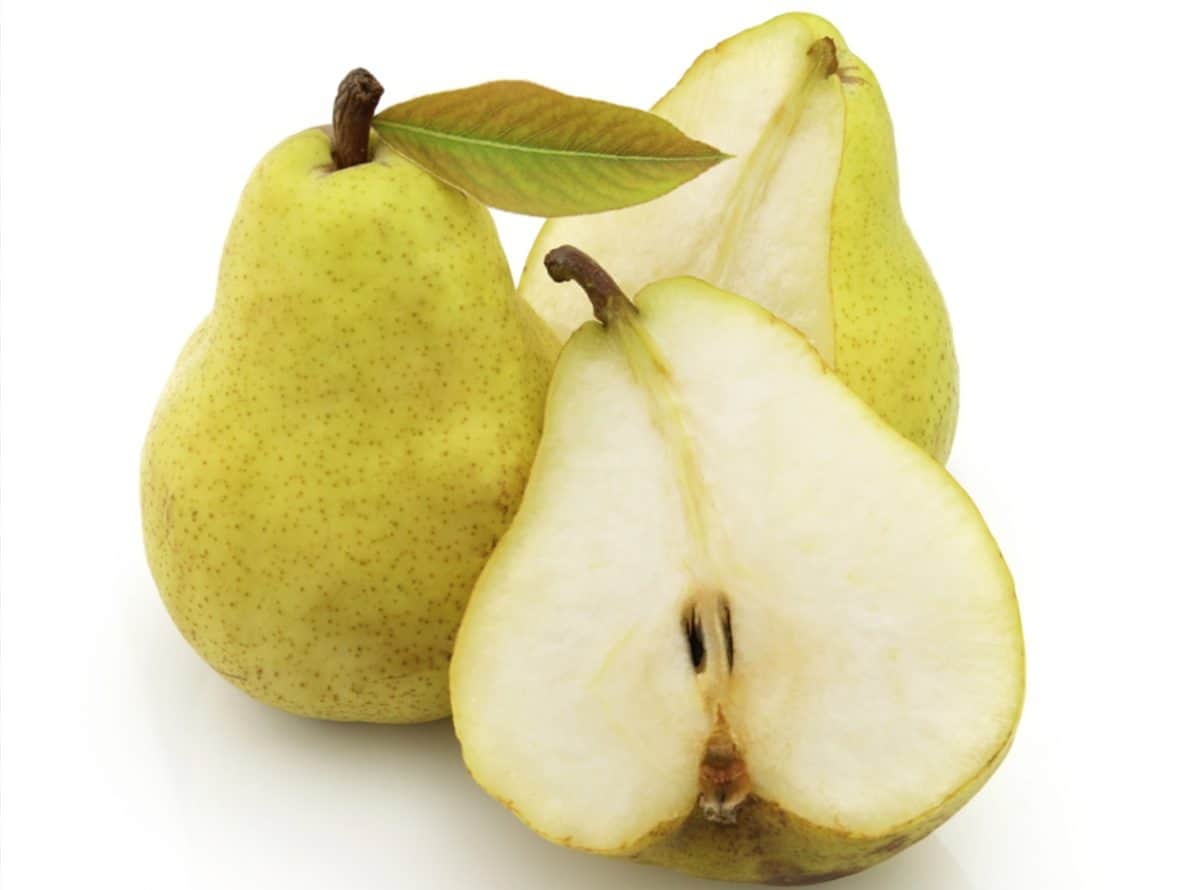 Dogs eating pears may not provide the best health benefits, but there are some.