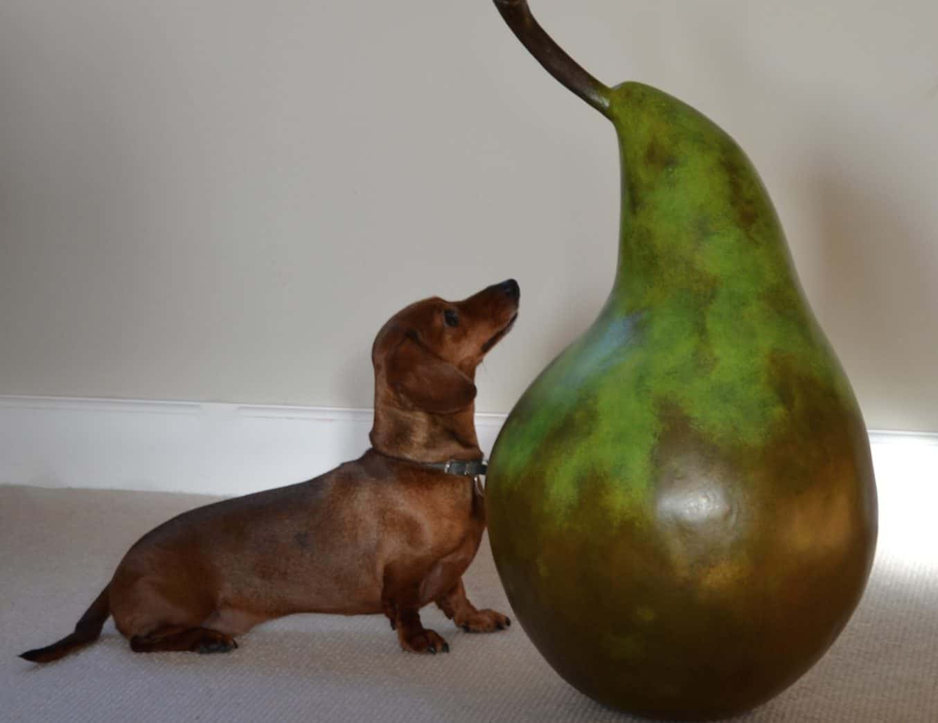 Dogs can eat pears, but only when the pear is prepared properly for dogs.