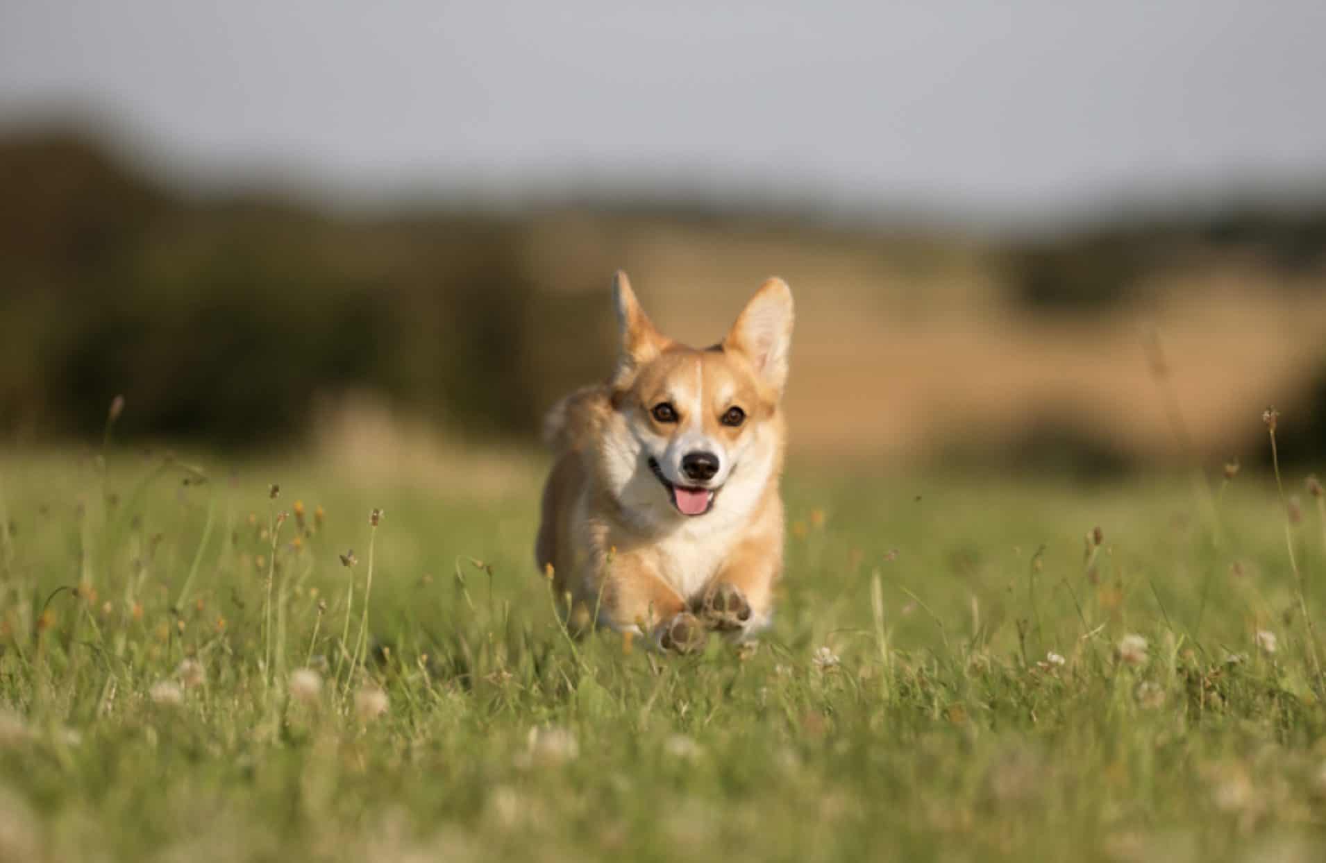 A Pembroke welsh corgi as it runs through the fields.