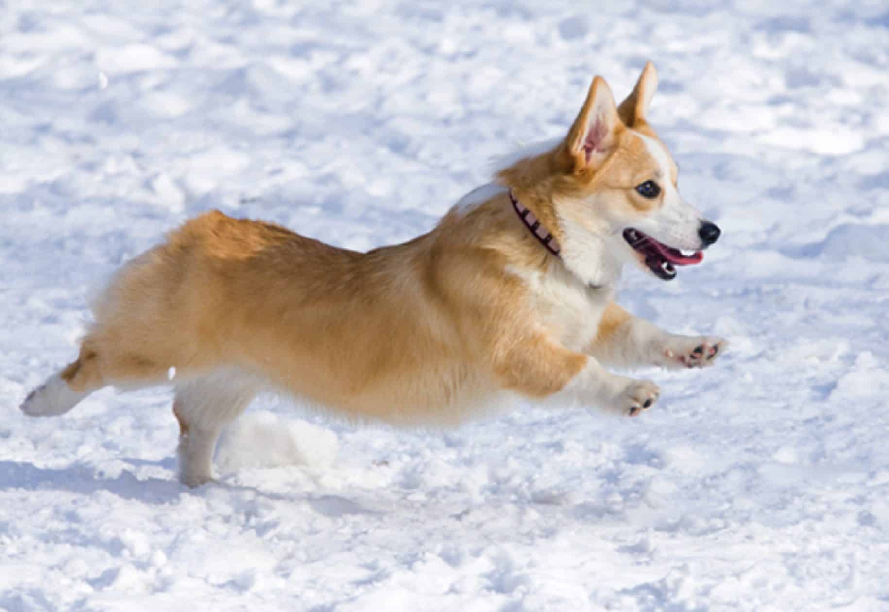 The welsh corgi runs in snow, as it prefers colder environments.