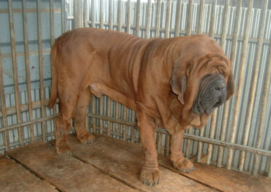 The Korean Mastiff is Korea's friendly giant dog breed.
