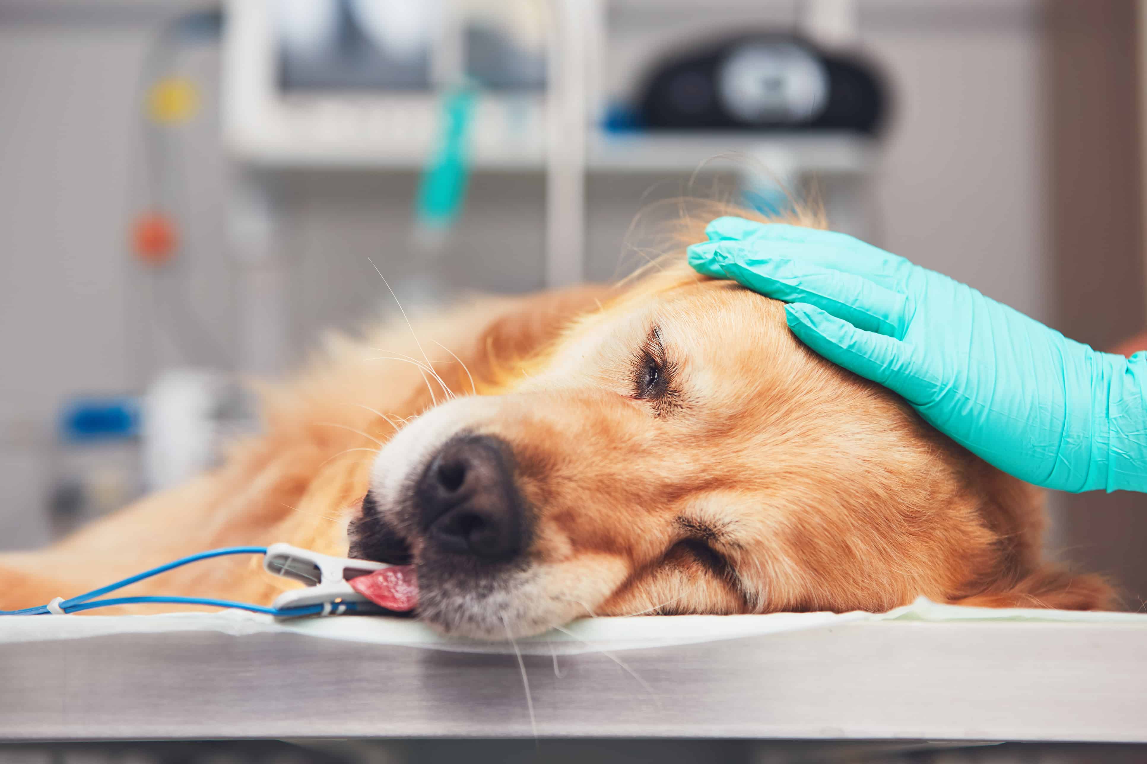 Sick dog contracts the kennel cough because he did not receive the bordetella vaccination.