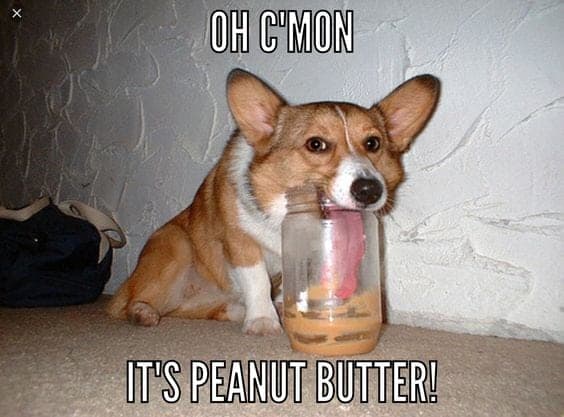 Why do corgis love peanut butter so much?
