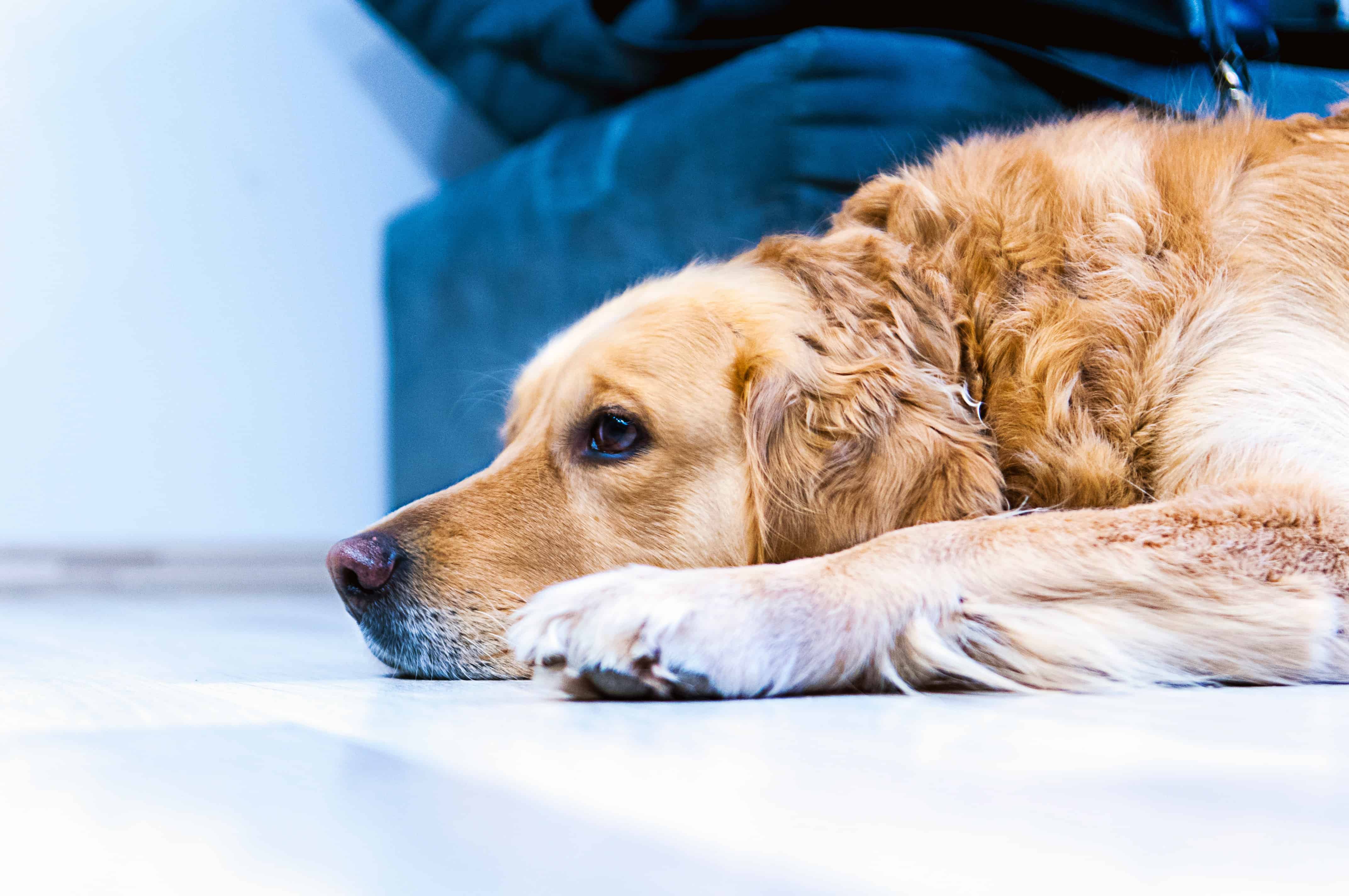 A golden retriever rests after it received his dog vaccinations at home.