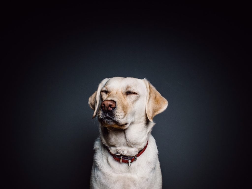 dogs laughing at their own jokes. 