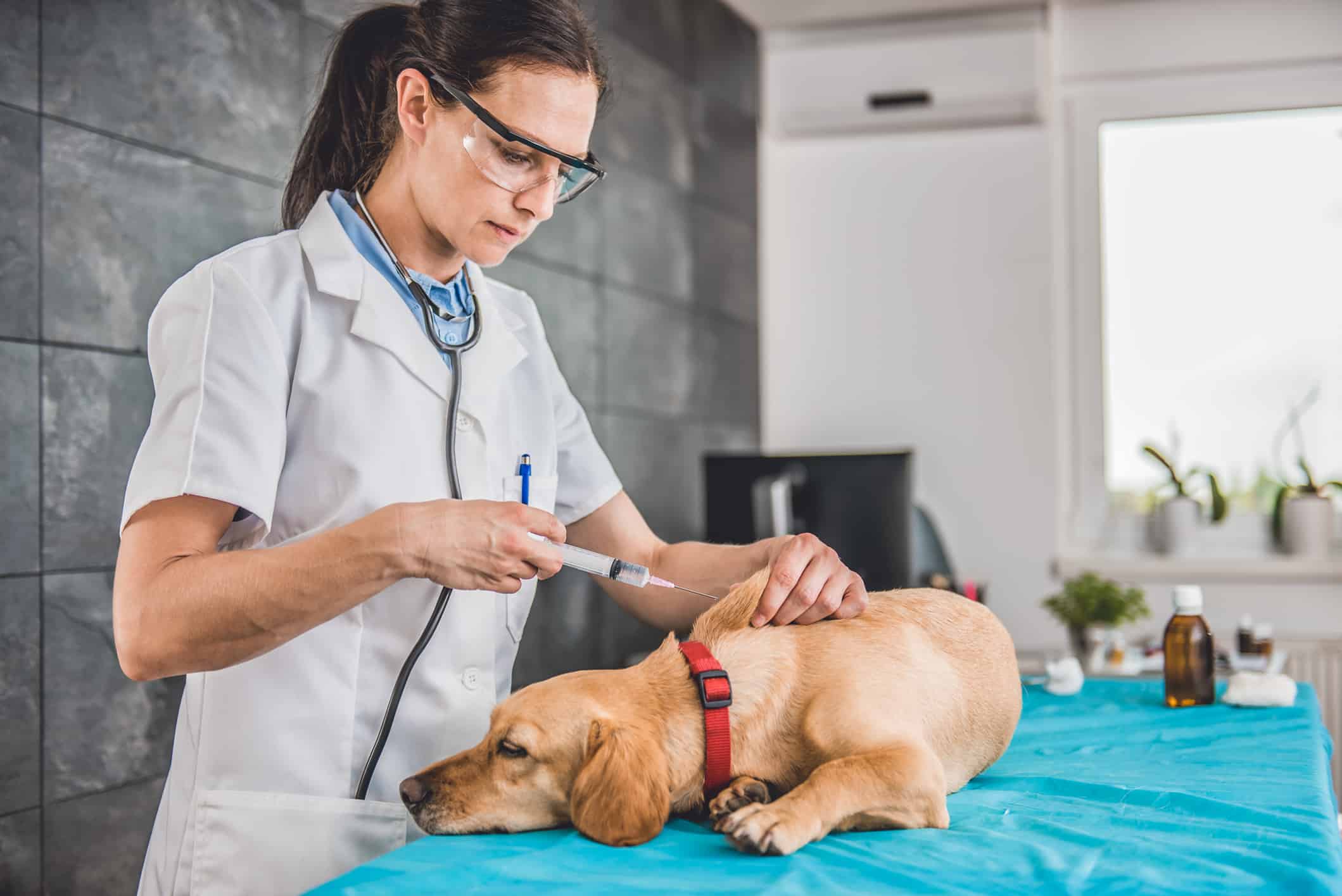 Veterinarian female doctor giving a dog the rabies vaccine shot