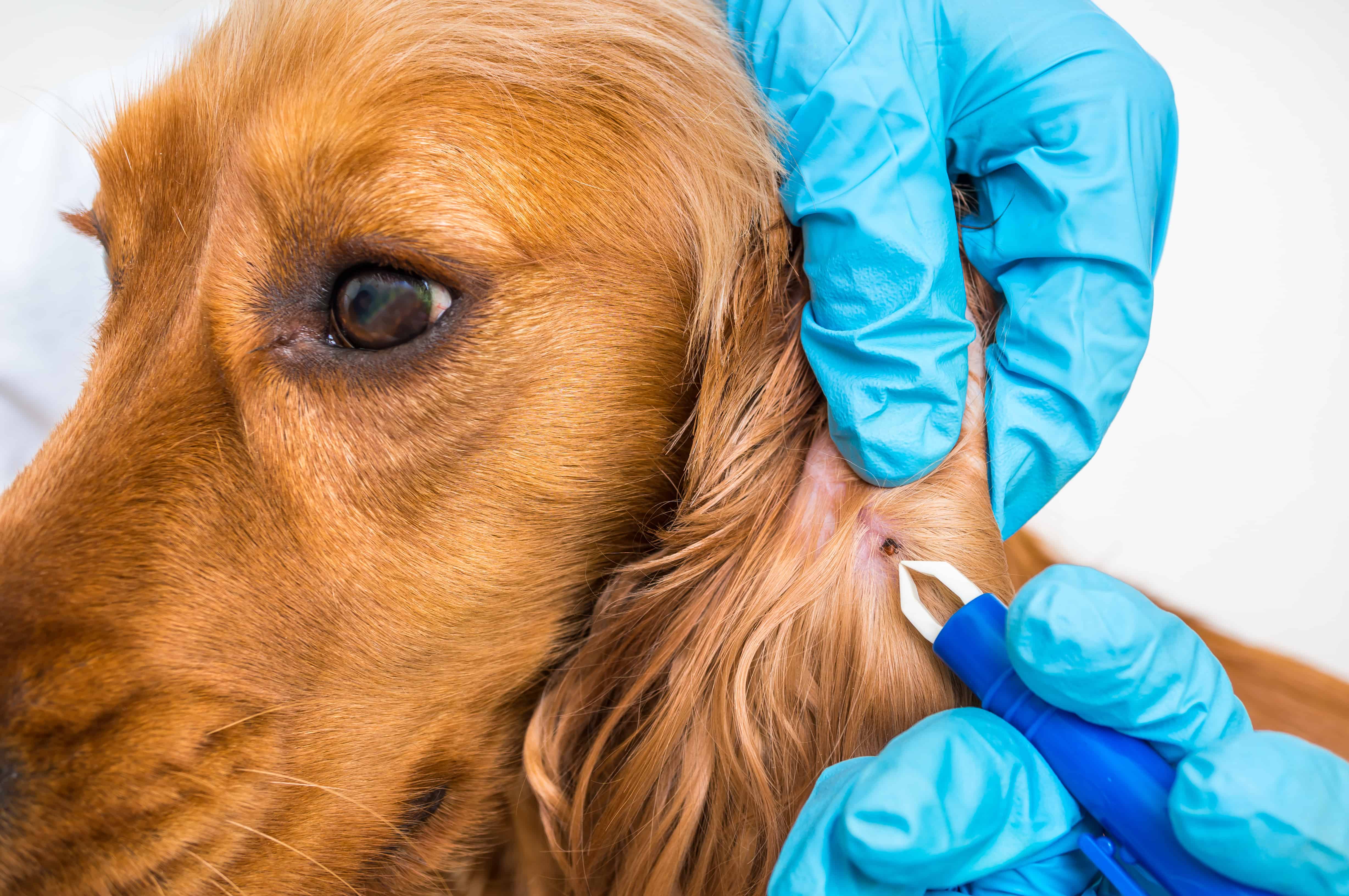 Veterinarian doctor removing a tick from the Cocker Spaniel dog without lyme disease vaccination