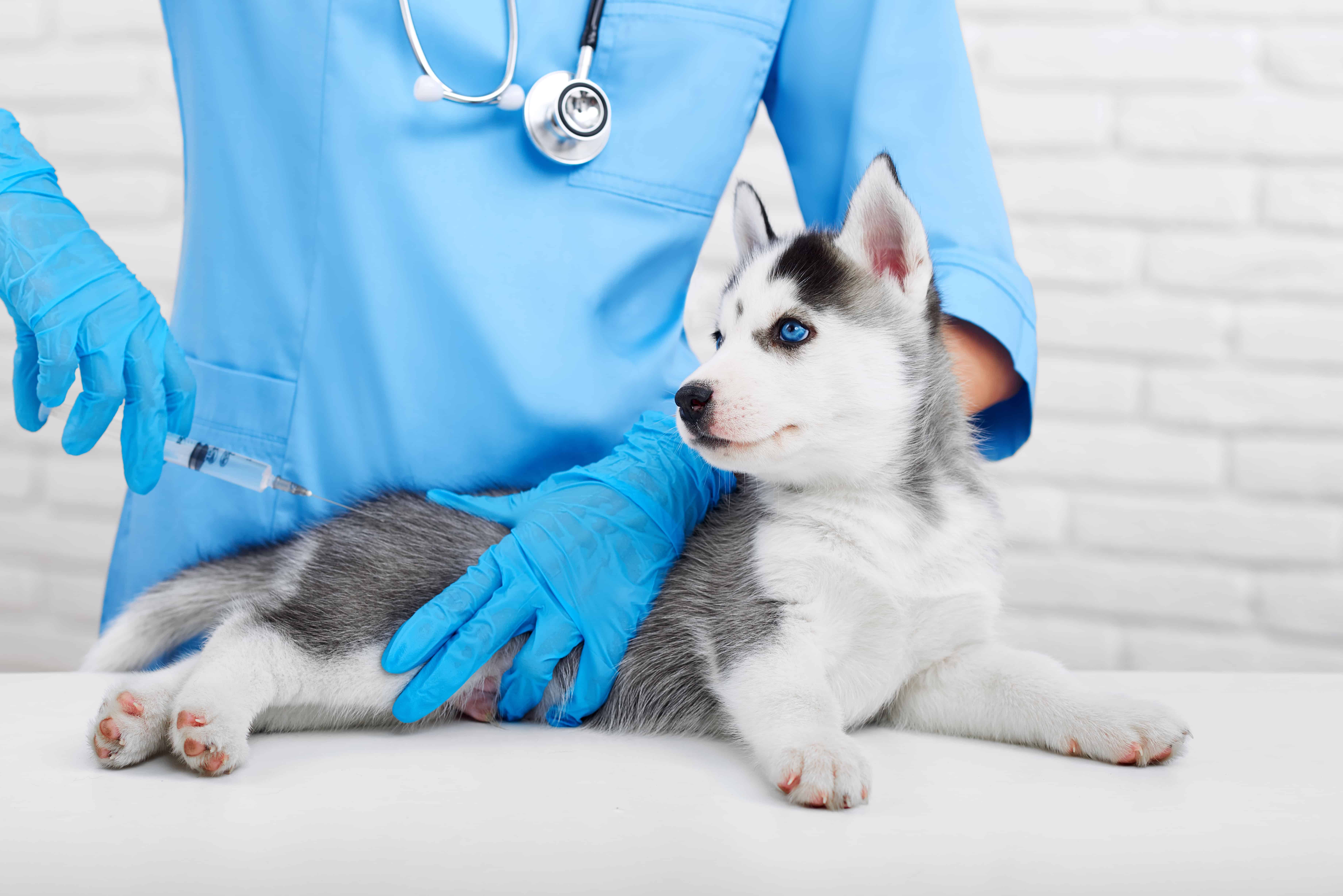 DHPP vaccination is essential for a healthy dog.