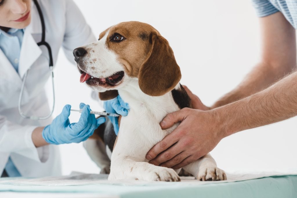 DHLPP vaccine is a dog shot that aims to prevent 5 separate common diseases seen in dogs and puppies.