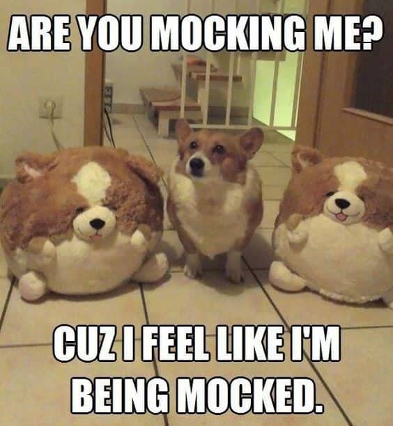 This corgi feels like his owner is mocking him.