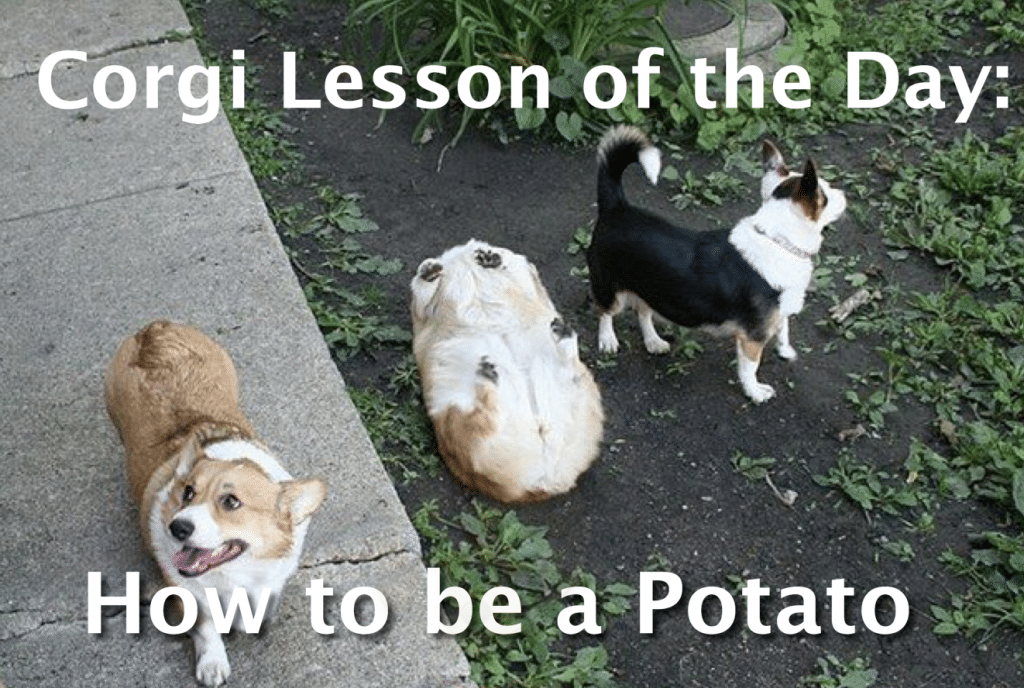 Corgi lessons on how to be a potato.