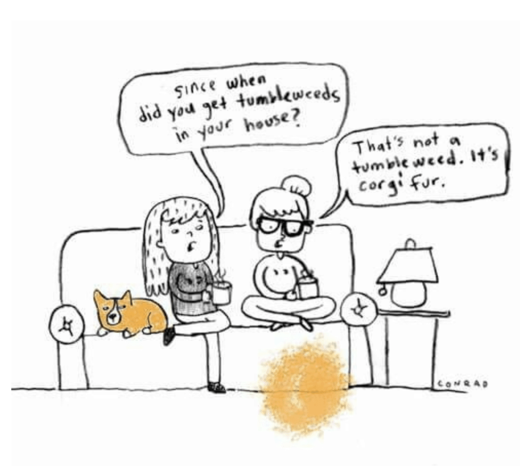 Corgi fur balls are often mistaken for tumbleweed.