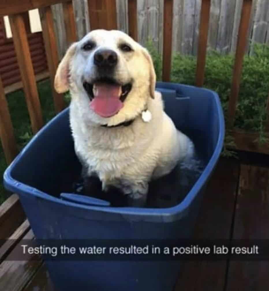 Labrador retriever results from the lab.