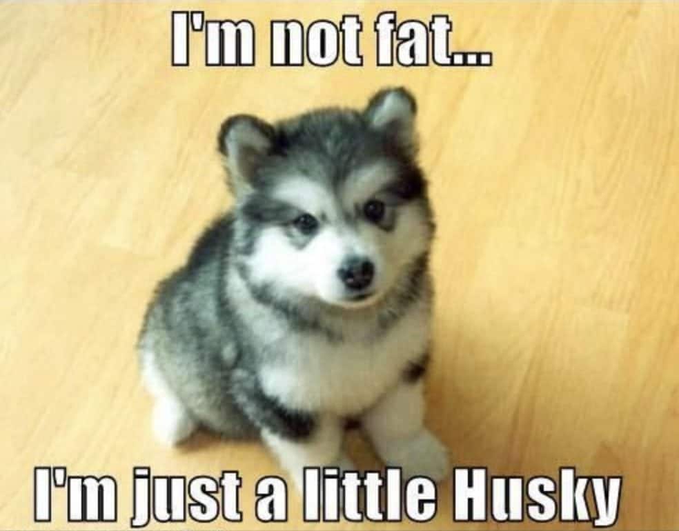 Just a little husky puppy.