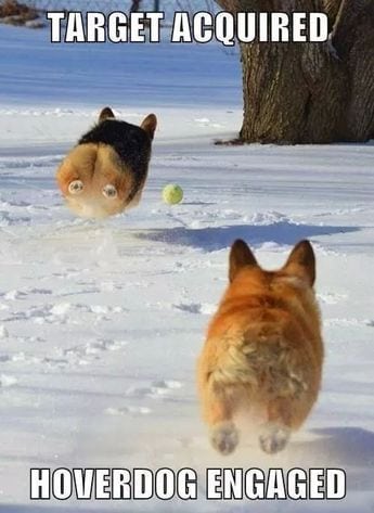 Hover corgi trying to catch a ball.