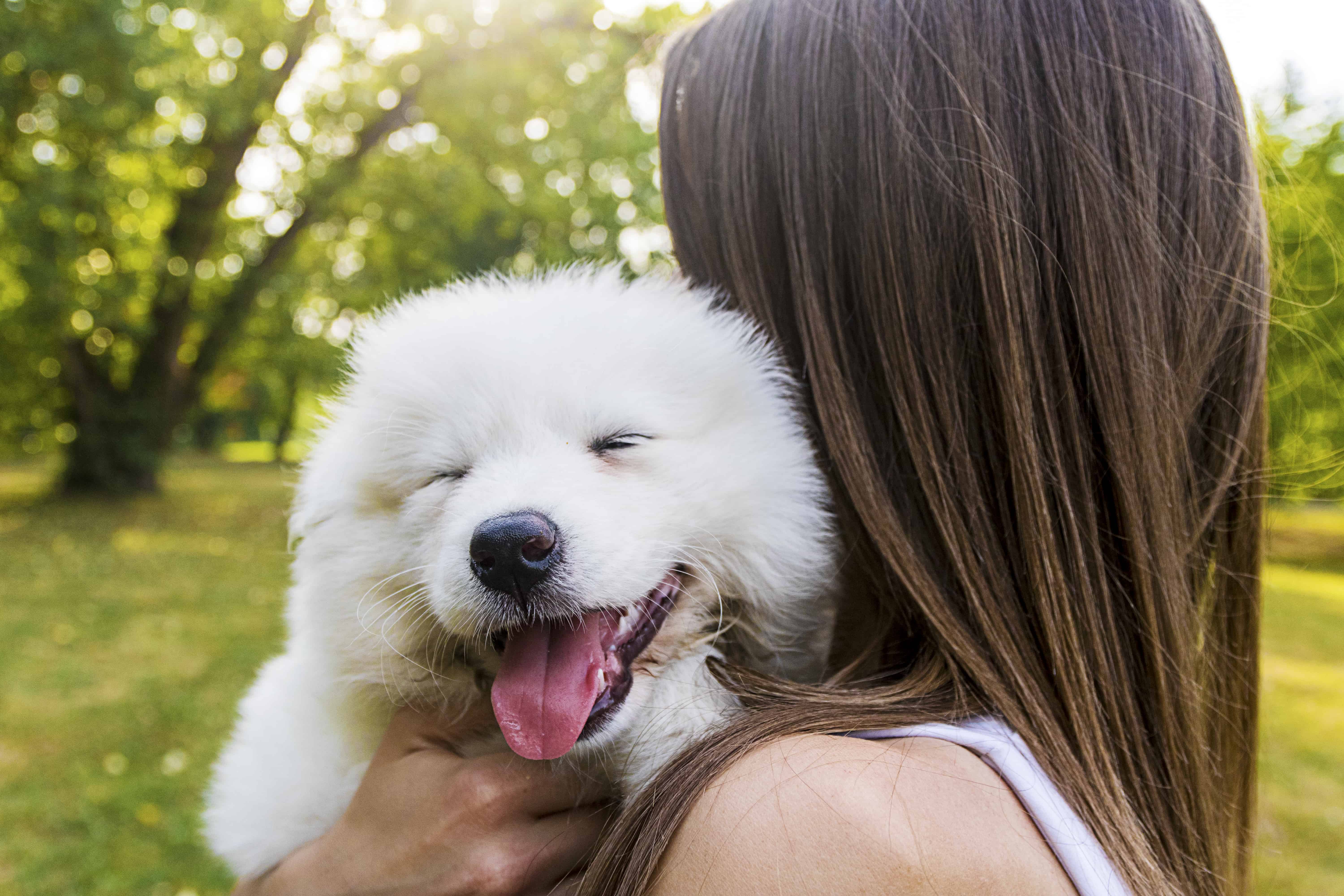 The list of the top 10 most expensive dog breeds in the world.