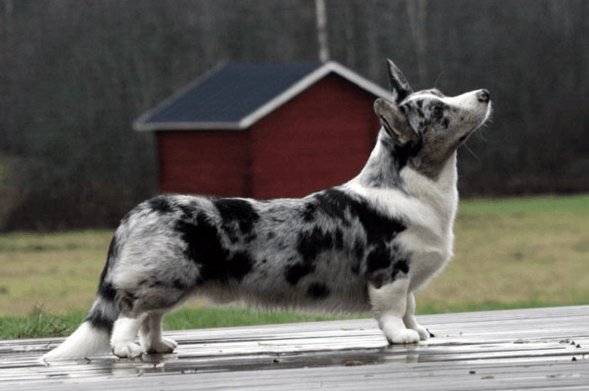 Differences between the pembroke welsh corgi and the cardigan corgi.