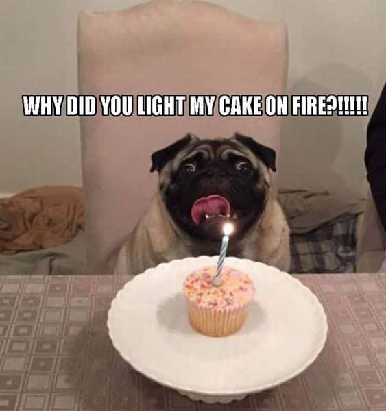 Why did you light this pug's cake on fire?