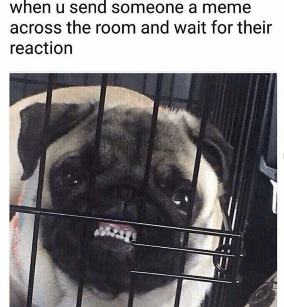A pug waiting for his friend's reaction to the pug jokes.