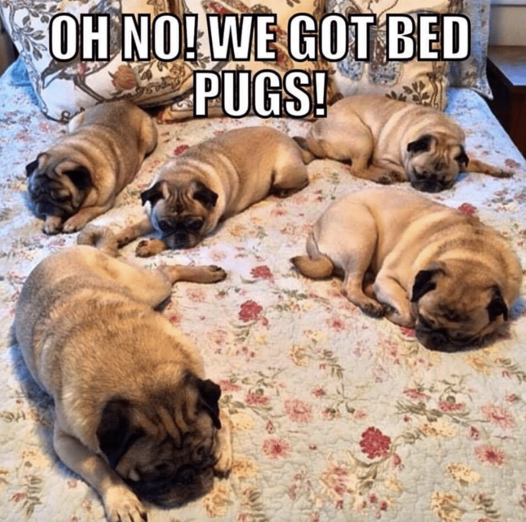 Be careful not to get bed pugs.