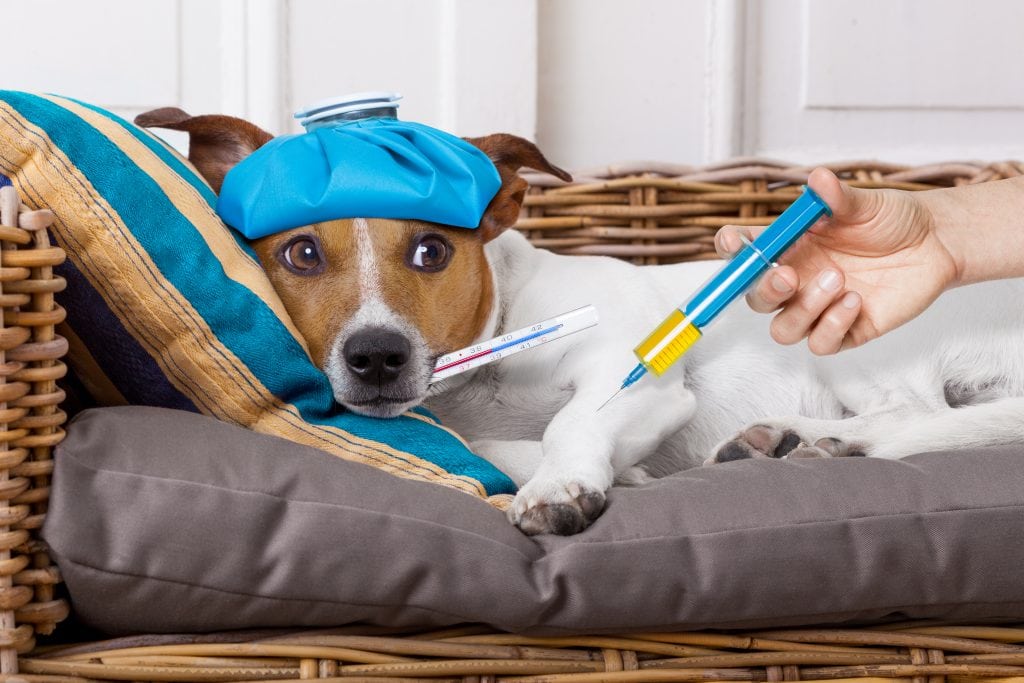 All dogs will show side effects or reactions to a certain extent following vaccinations.