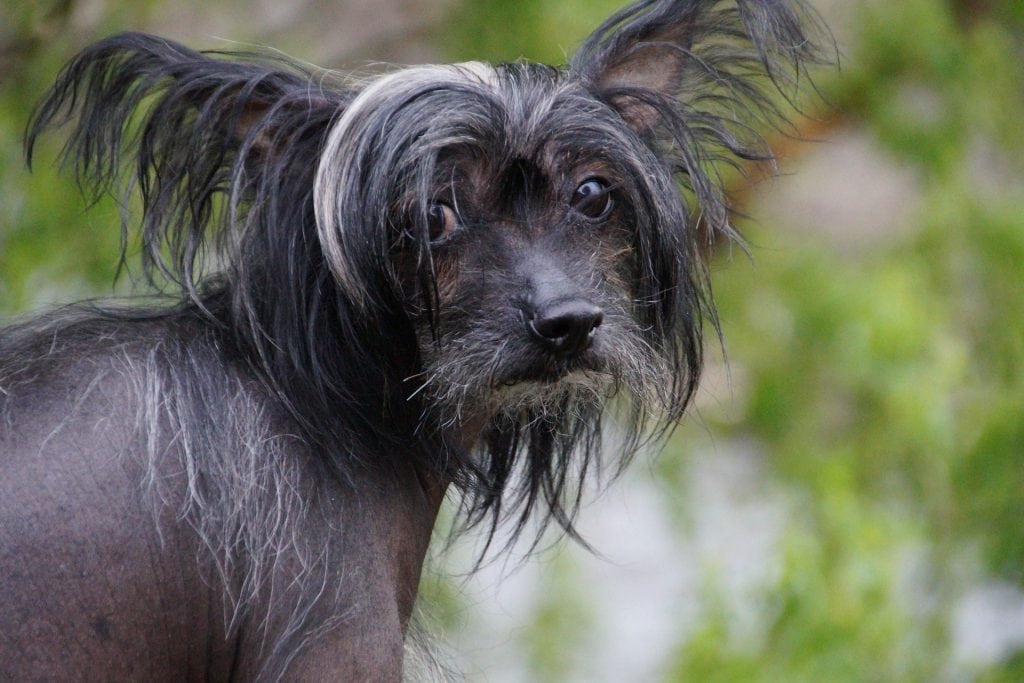 The Chinese Crested dog is a bald Chinese breed with hair in only three areas.