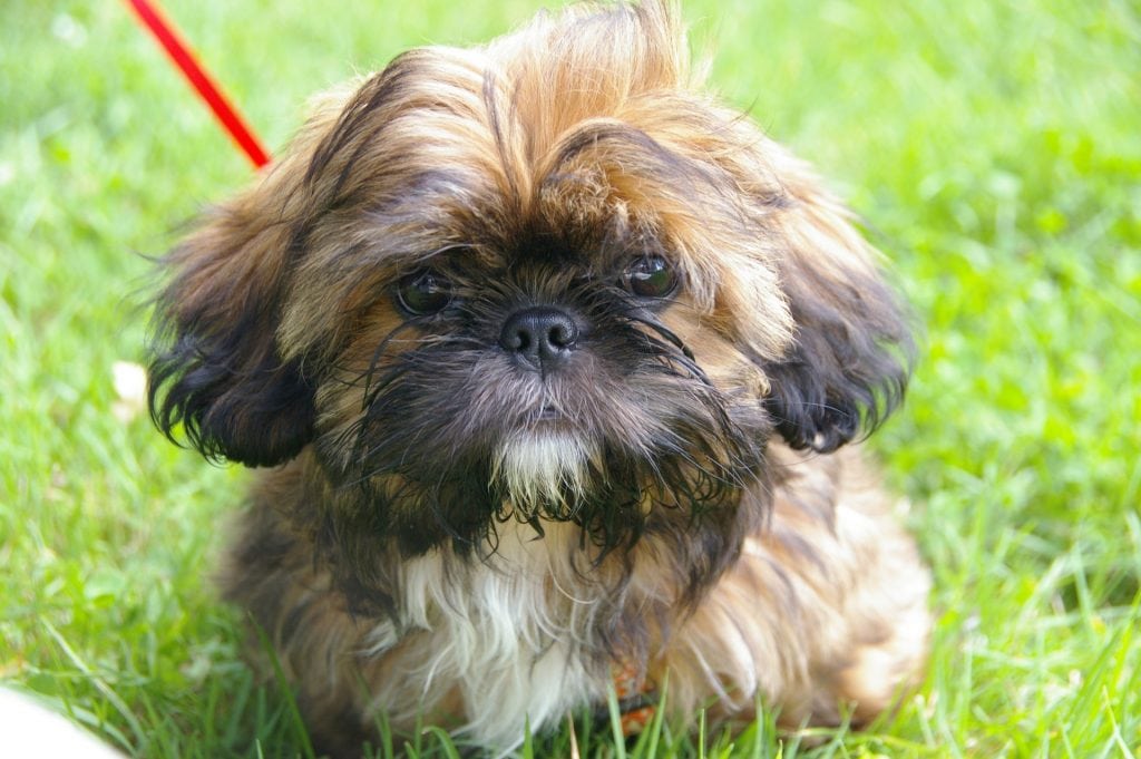 The Shih Tzu is one of the best lap dogs of all the Chinese breeds.