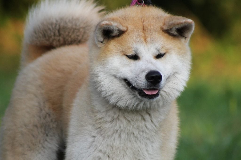 The Akita Inu is the most common large Japanese dog.