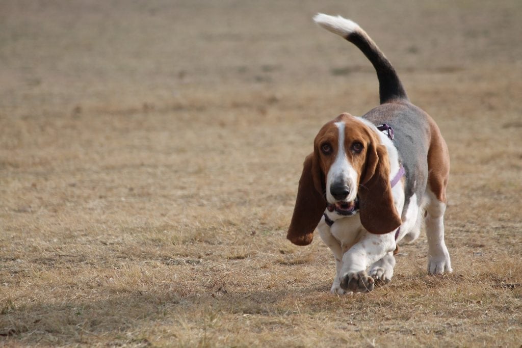 The Basset Hound is used by the police department and transportation air security for tracking illegal substances.