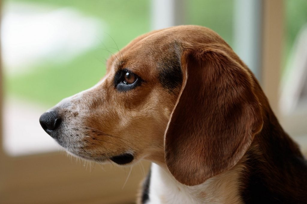 Beagles are known for having a great nose, which is why they are used in airports to sniff out illegal substances.