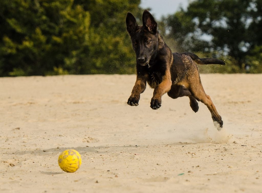The Belgian Malinois is most famous for being part of the Navy Seal military unit.