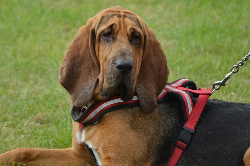 The bloodhound is another dog breed often overlooked for their work with the police force.