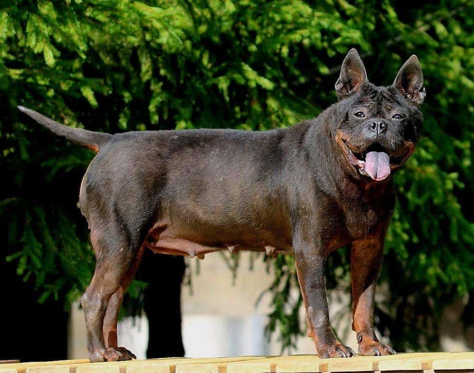 The Chinese Chongqing dog is one of the rarest dog breeds in China.