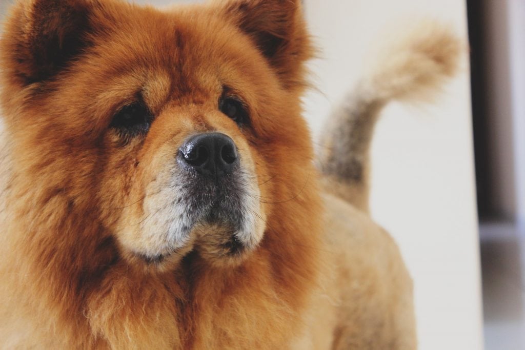 The Chow Chow is probably the least intelligent dog breed from China.
