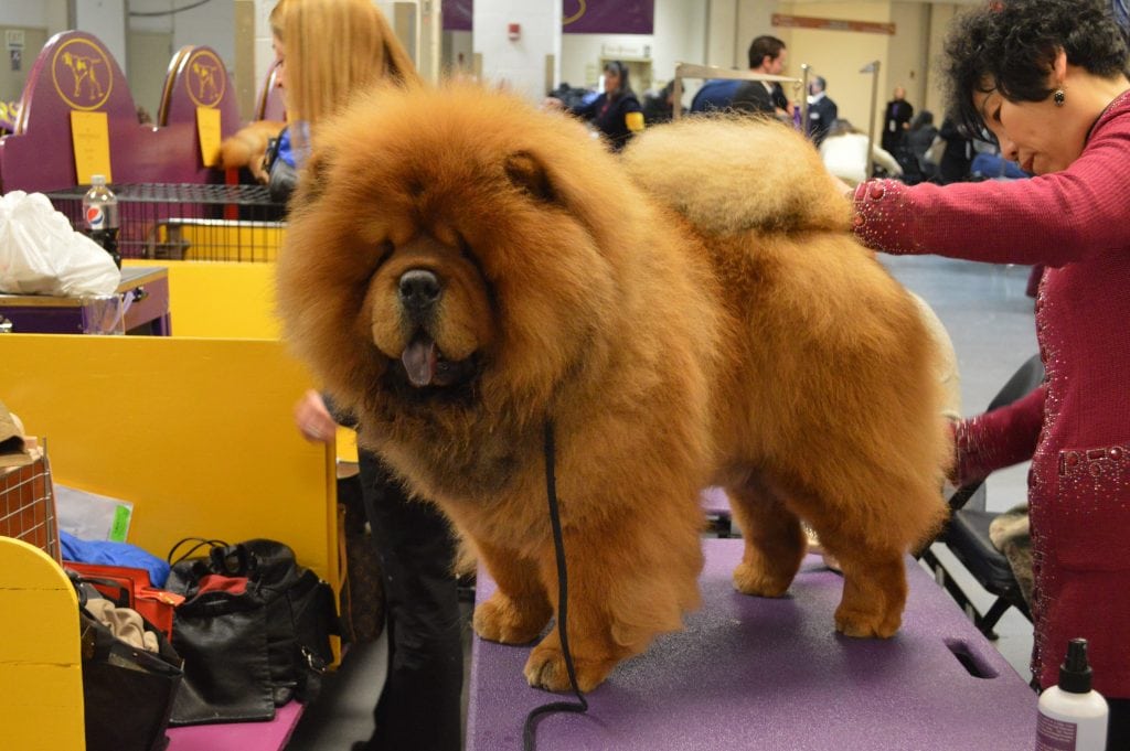 The Chow Chow makes the list of most expensive dog breeds because of its popularity in China.