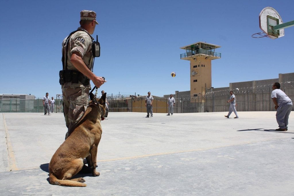 Countries all over the world use police dogs even today.