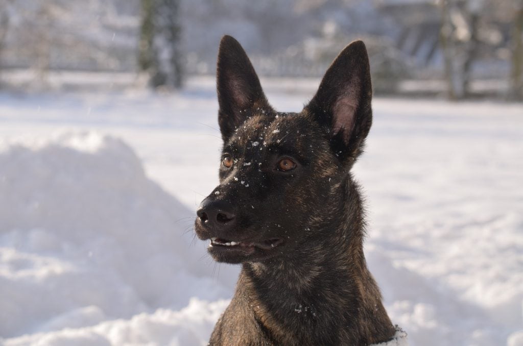 The dutch shepherd is very similar to the german shepherd, but not included in the police k-9 unit.