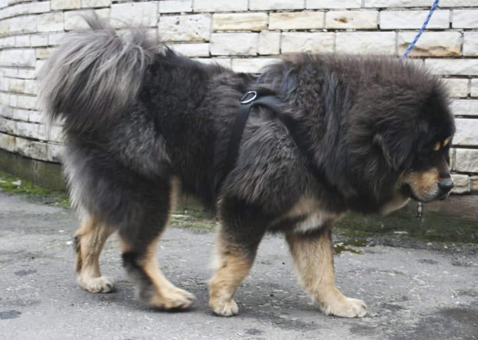 The Gaddi Kutta is a dog breed originating from the northern region of India.