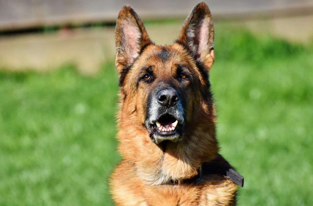 The german shepherd is the most popular dog breed used in both the police force and military.