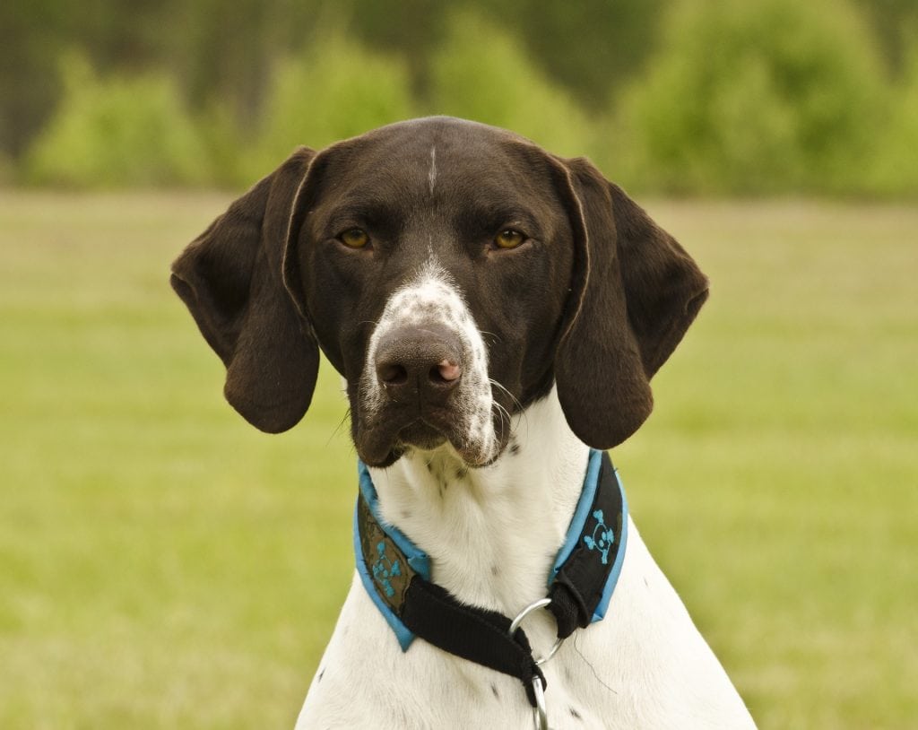 German shorthaired dogs work with police because of their acute sense of smell.