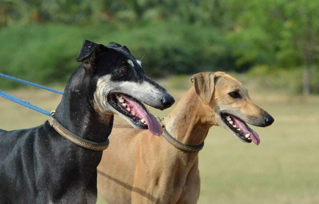 The dog breeds of india are both exotic and amazing dogs.