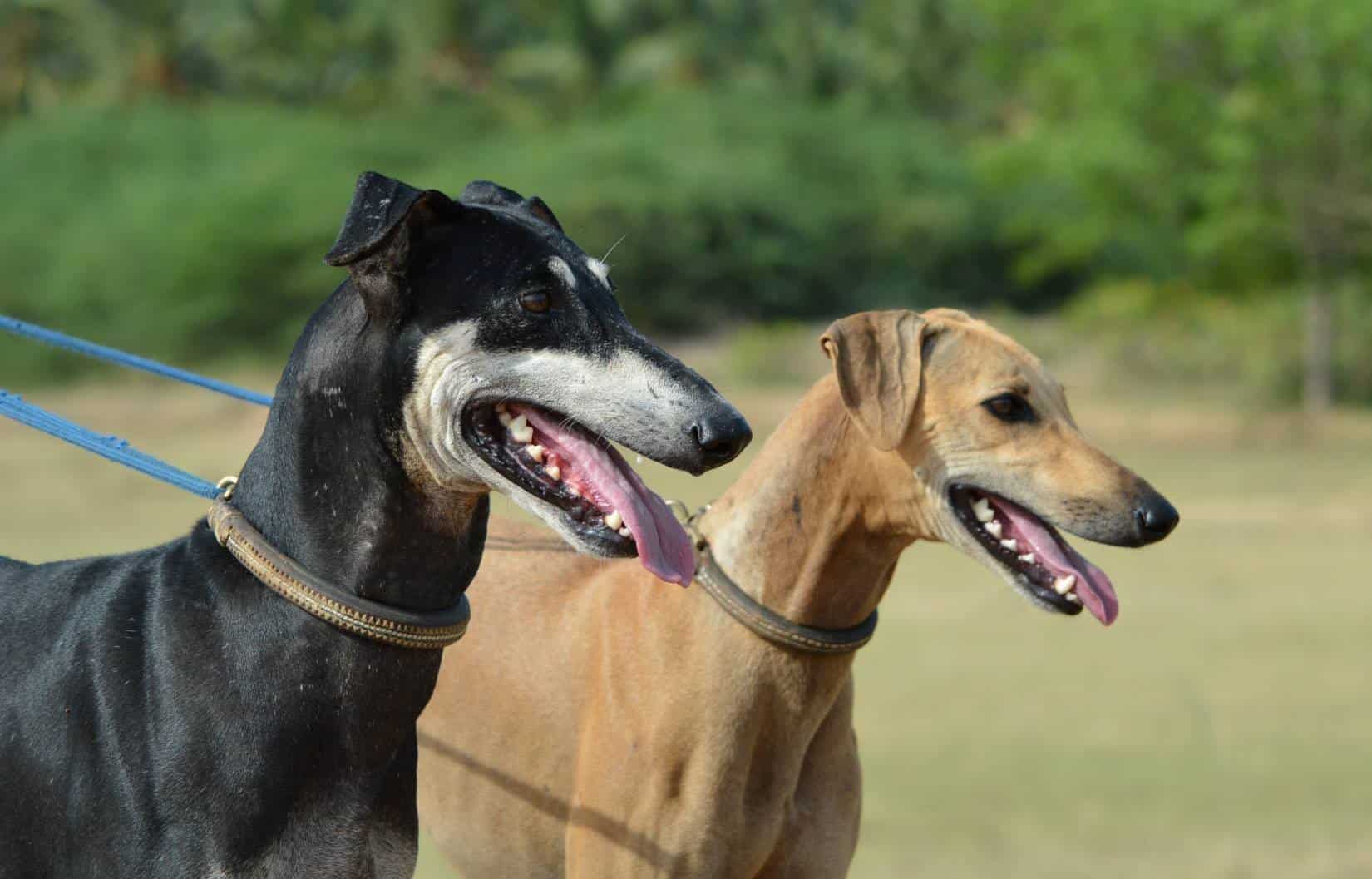 The dog breeds of india are both exotic and amazing dogs.