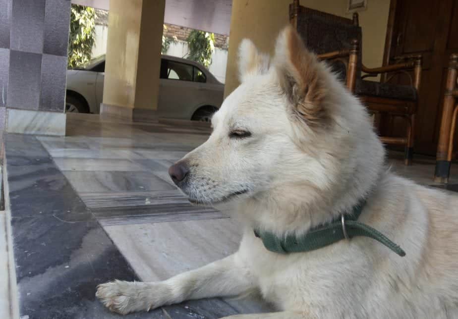The Indian Spitz is a breed recognized by the Indian Kennel Club.