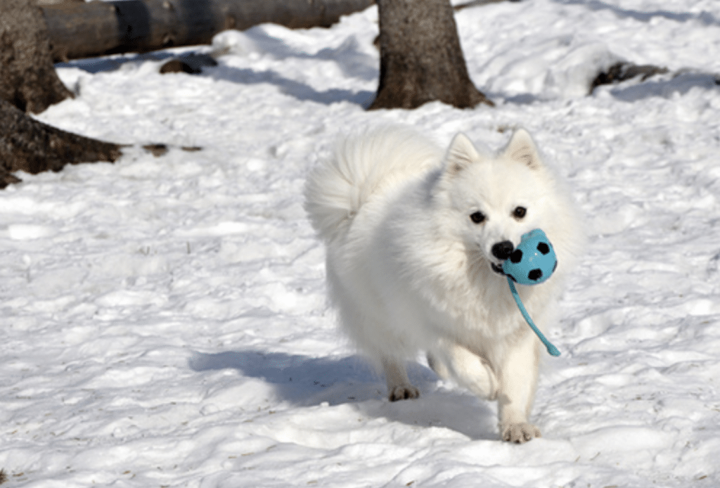 The Japanese Spitz is a more common small dog breed from Japan.
