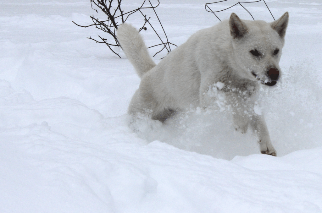 The Kishu Ken is one of the six original native Japanese dog breeds.