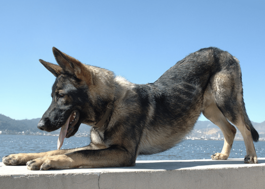 The Kunming Wolfdog is like the Chinese cousin of the German Shepherd.