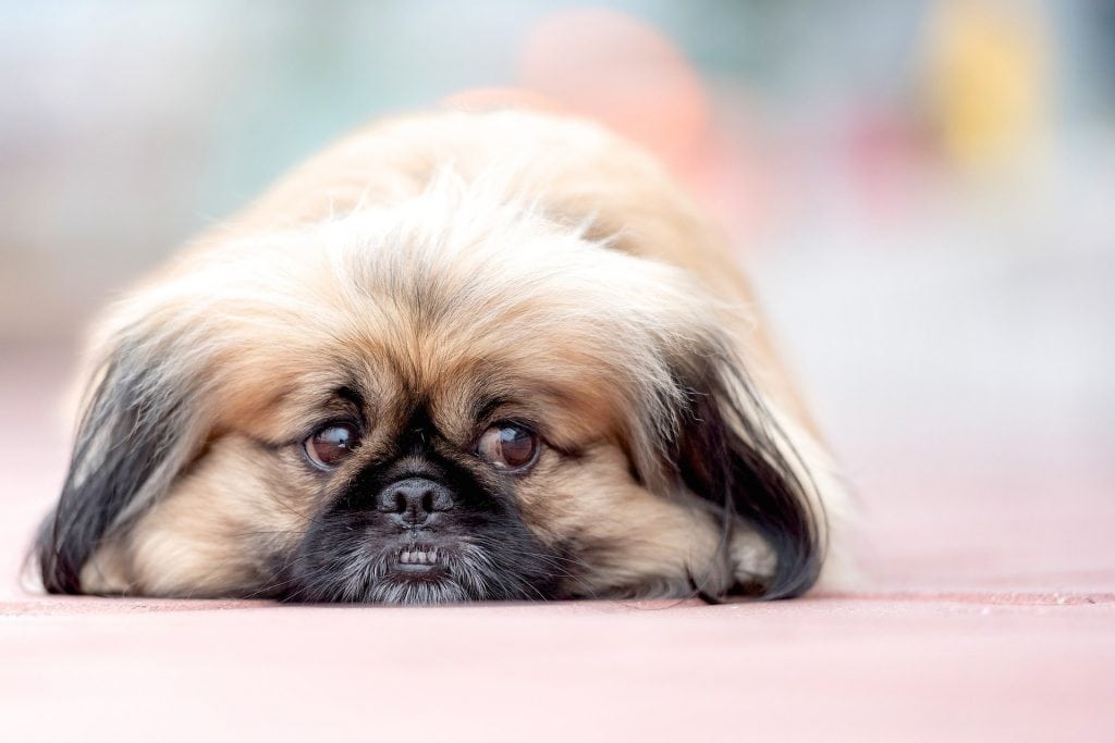 The Pekingese is associated with Chinese royalty and is easily the most popular dog in China.