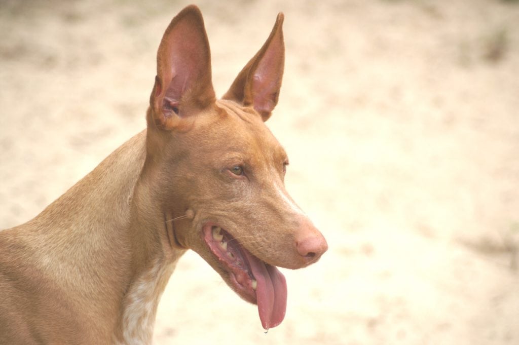 This ancient Egyptian Pharaoh Hound will cost you a pretty penny to own.