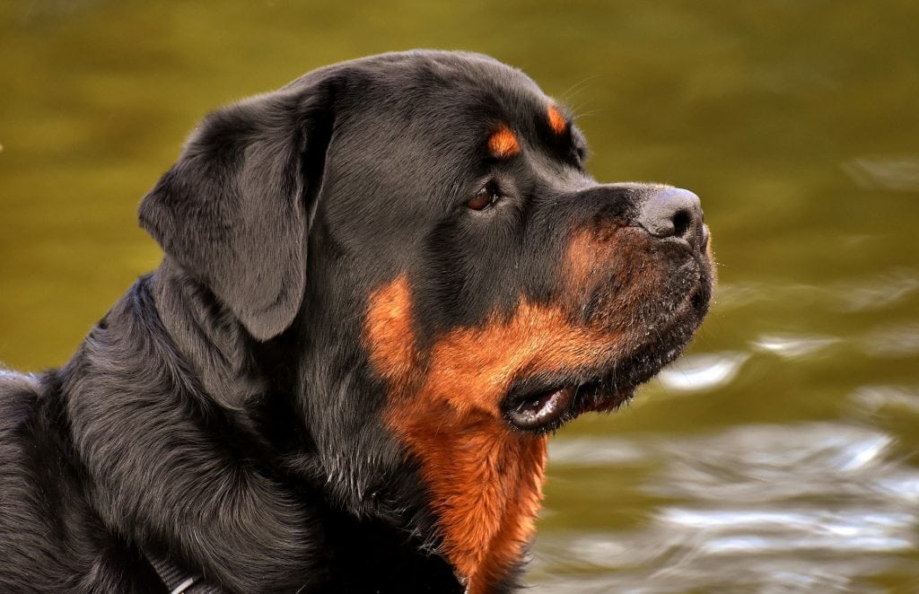 Rottweilers are versatile dogs that work as guard dogs, military dogs and police dogs.