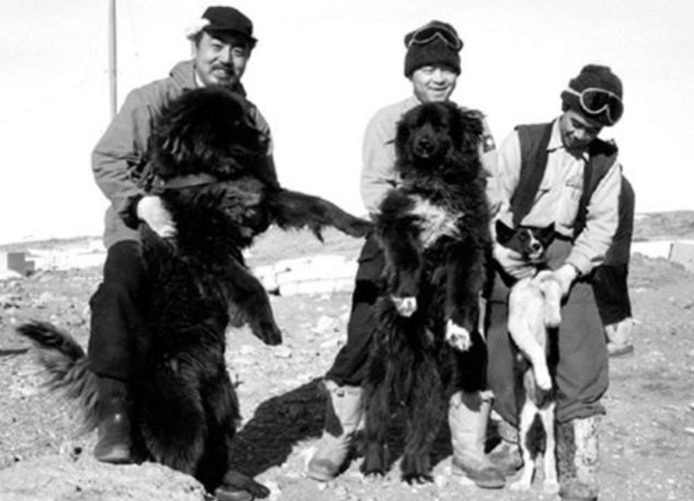 The Sakhalin Husky is nearly extinct in japan.